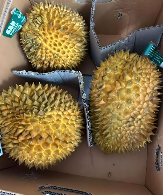 夫被熏到酒店隔天警察上门:你媳妇死了AG真人登录女子买10个榴莲在家吃丈(图2) 夫被熏到酒店隔天警察上门:你媳妇死了AG真人登录女子买10个榴莲在家吃丈(图2)